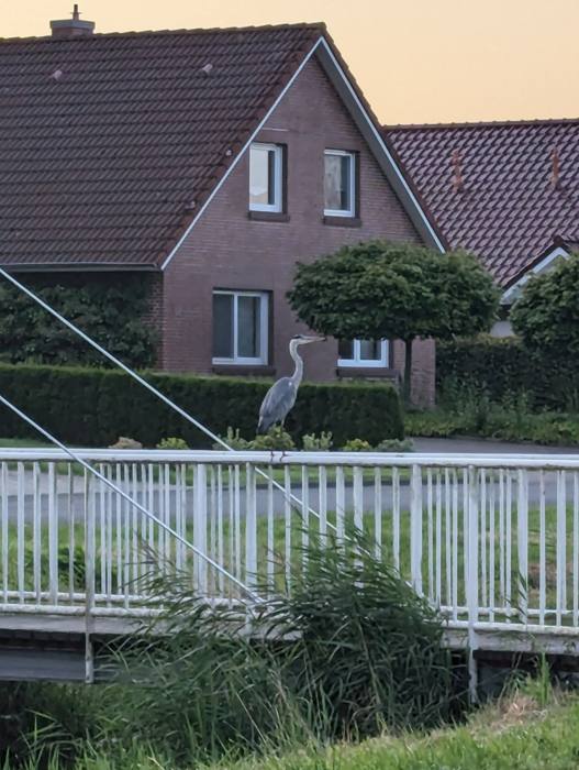 Graureiher an einer Brücke über den Kanal